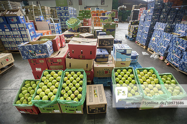 Kisten mit grünen Äpfeln und anderen Produkten auf dem Tshwane Fresh Produce Market; Pretoria  Gauteng  Südafrika
