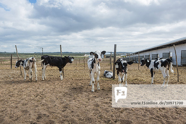 Kühe auf einem Milchviehbetrieb; Cullinan  Gauteng  Südafrika