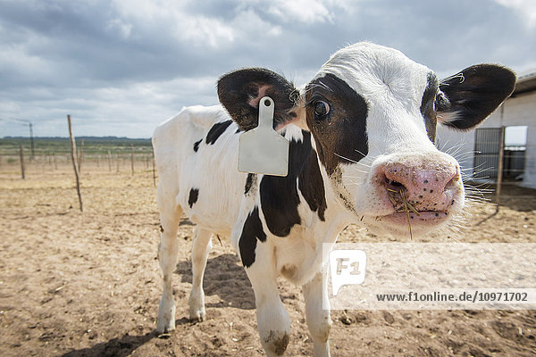 Kuh auf einem Milchviehbetrieb; Cullinan  Gauteng  Südafrika