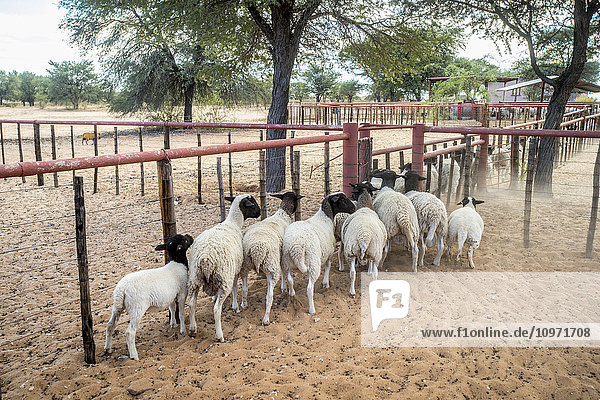 Sheep on a farm; Koes  Namibia