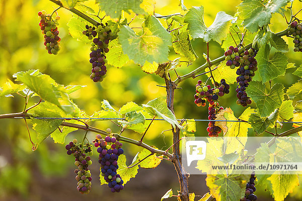 Nahaufnahme von Weintrauben  die an einer Rebe wachsen; Orangeville  Ontario  Kanada
