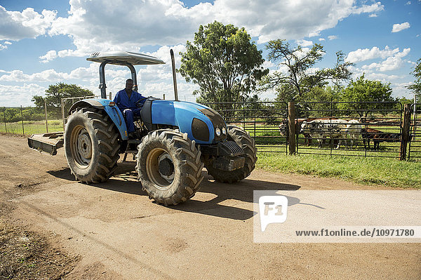 Blauer Traktor fährt an Bonsmara- und Nguni-Kühen auf einer Farm vorbei; Roodeplaat  Gautang  Südafrika