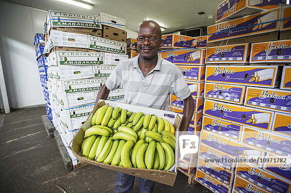 Ein Mann hält eine Kiste mit grünen Bananen auf dem Tshwane Fresh Produce Market; Pretoria  Gautang  Südafrika