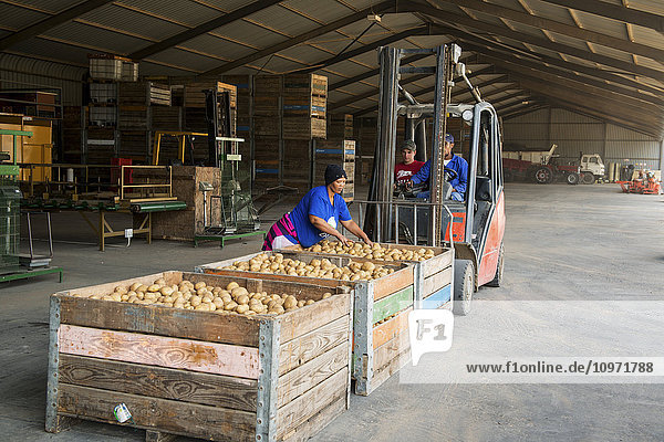 Arbeiter  die Kartoffeln vorbereiten; Kapstadt  Westkap  Südafrika