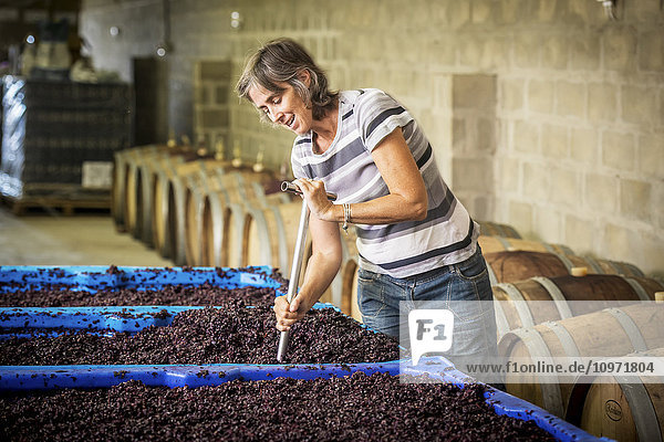 Winzer beim Herunterschlagen des Deckels von Weintrauben  die für Rotwein gären; Paarl  Westkap  Südafrika
