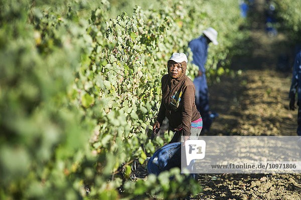 Weintraubenernte; Stellenbosch  Südafrika