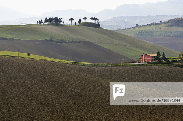 Rolling hills with the Maiella mountains in the background; Abruzzi  Italy