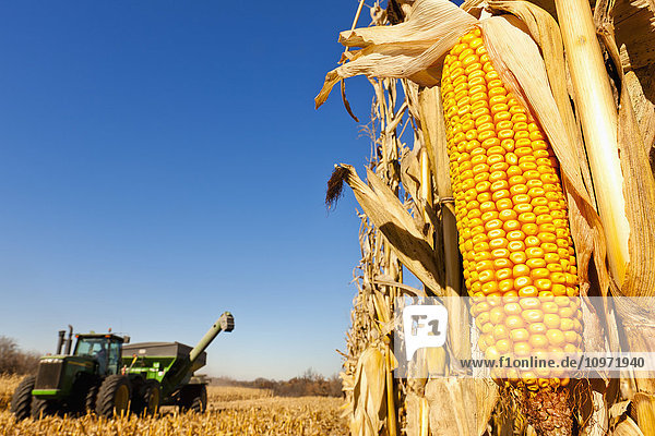 Landwirtschaft - Ähre von reifem Erntemais auf dem Stängel mit zurückgezogener Schale  die die Körner freilegt  mit einem Traktor und einem Getreidewagen im Hintergrund / bei Nerstrand  Minnesota  USA.