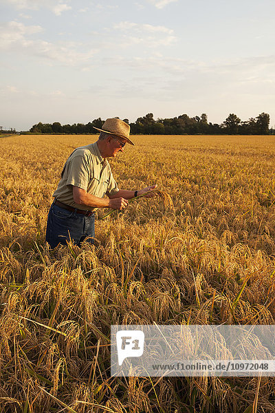 Grower (or crop consultant) examines harvest stage rice in Eastern Arkansas rice field; England  Arkansas  United States of America