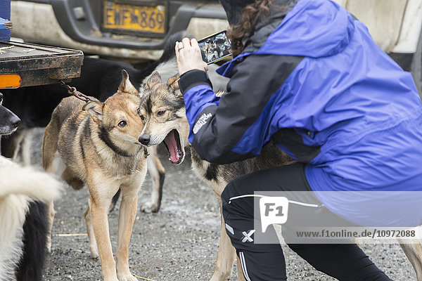 Race fan photographs Bryan Bearss dogs at the 2015 Iditarod pre-race vet check up  Wasilla  Southcentral Alaska