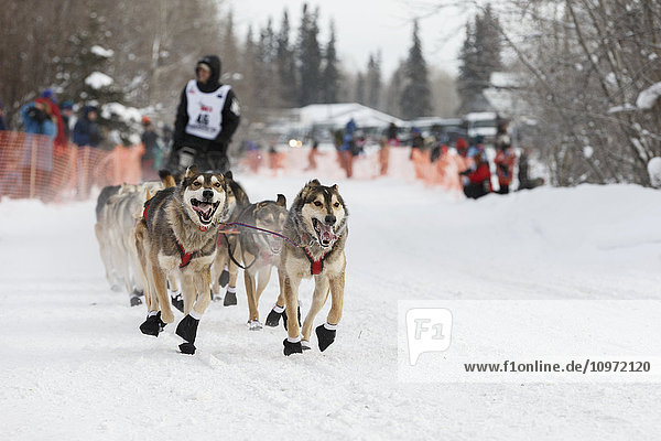 Dallas Seavey's team runs down the trail shortly after leaving the start of Iditarod 2015 in Fairbanks  Alaska