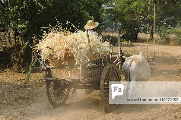 'Man driving carriage pulled by livestock down dirt road; Bagan  Myanmar'