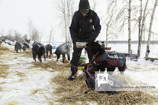 Lance Mackey  mit Frostbeulen an den Händen  füttert seine Hunde während seines 24-stündigen Aufenthalts am Yukon River am Tanana-Kontrollpunkt während des Iditarod 2015
