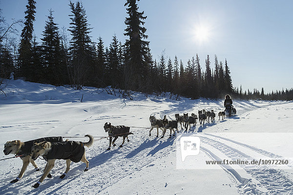 Pete Kaiser läuft während des Iditarod 2015 auf einem Slough  nachdem er Galena am Morgen verlassen hat
