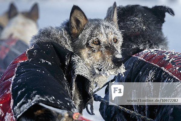 Ein Hund von Anna Berington ist nach dem Einlaufen in den Kontrollpunkt Huslia bei 40 Grad Celsius während des Iditarod 2015 durchgefroren