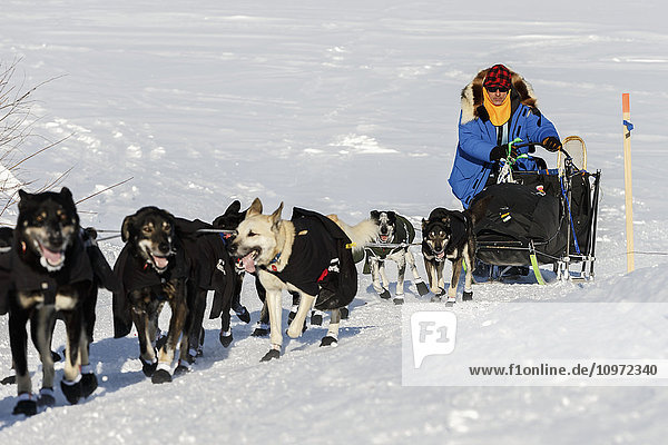Martin Buser runs up the bank off the Yukon River at the Kaltag checkpoint during Iditarod 2015
