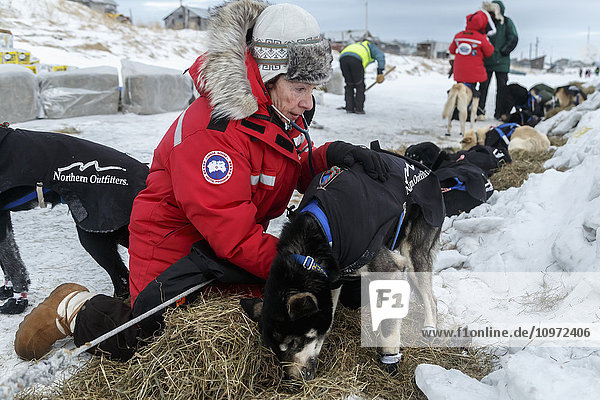 Volunteer veterinarian Debbie Hadlock examines a Martin Buser dog at the Unalakleet checkpoint during Iditarod 2015