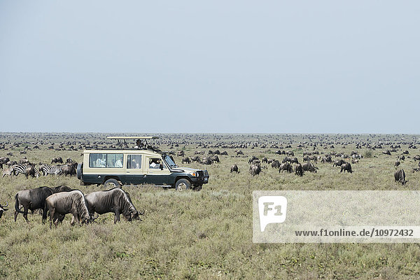 Safari-Fahrzeug  umgeben von Gnus und Zebras in den Serengeti-Ebenen; Tansania
