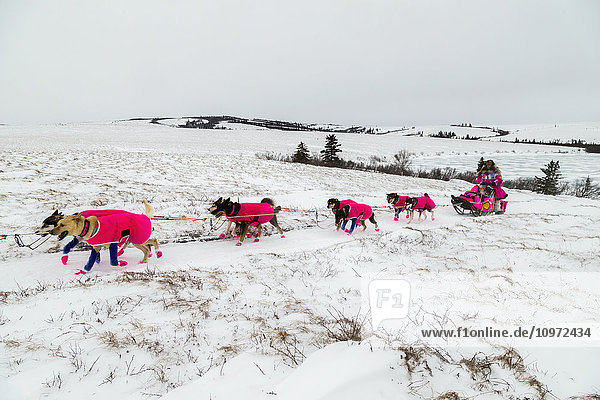 DeeDee Jonrowe runs on the trail in the evening a few miles before the Unalakleet checkpoint during Iditarod 2015