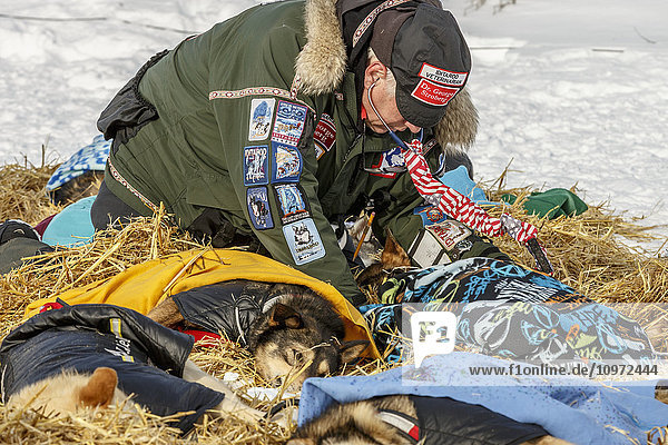 Volunteer vet examines sled dogs at White Mountain during Iditarod 2015.