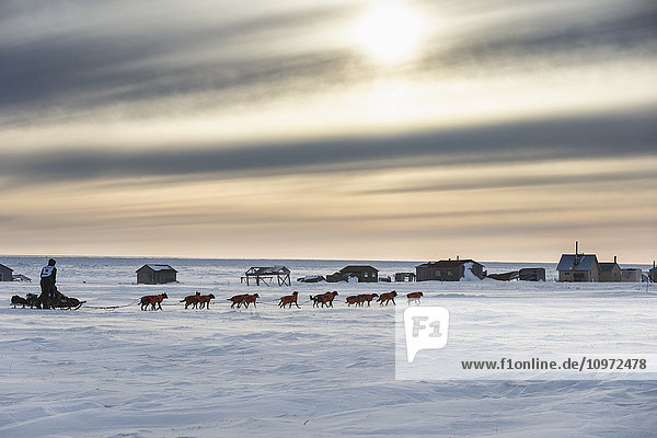Ken Anderson einige Meilen vor der Ziellinie in Nome bei Sonnenuntergang während des Iditarod 2015