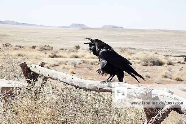 Krähe auf einem Zaun in der Wüste; Arizona  Vereinigte Staaten von Amerika'.