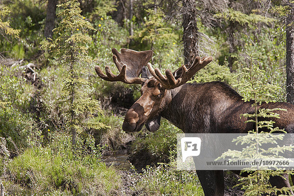 Elchbulle mit Geweih in Samt  Muncho Lake Provincial Park  British Columbia  Kanada  Sommer