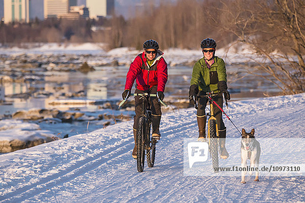 Bicyclists on the Tony Knowles Costal Trail led by an Alaskan Husky with downtown Anchorage in the background  Southcentral Alaska  USA  Winter