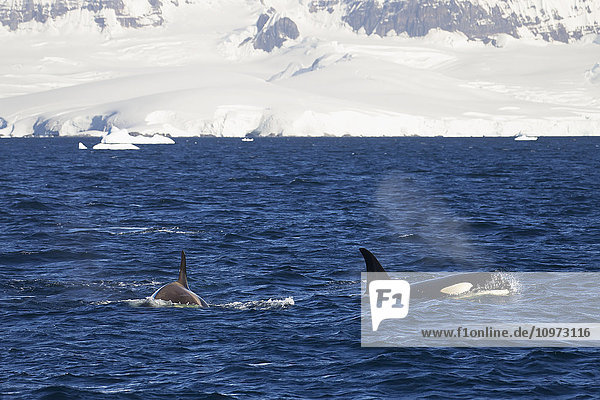 Orca (Orcinus orca)  Typ B  vor der Insel Anvers; Antarktis