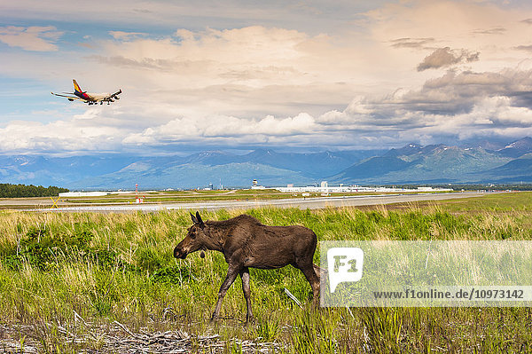 Junger Elchbulle  der auf einem Feld spazieren geht  während ein Jumbojet auf dem Ted Stevens International Airport  Anchorage  Süd-Zentral-Alaska  zur Landung ansetzt  Sommer