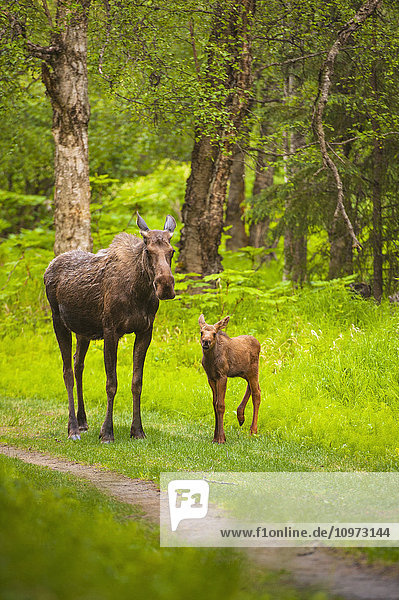 Elchkuh und Elchkalb auf einem Pfad im Kincaid Park  Süd-Zentral-Alaska  Sommer
