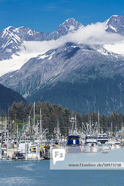 View of seine fishing boats in the Valdez boat harbor and the snow capped Chugach Mountains  Southcentral Alaska  Summer.
