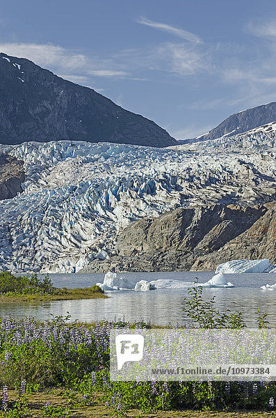Scenic view of Mendenhall Glacier with Nootka Lupine in the foreground  Tongass National Forest  Southeast Alaska  summer