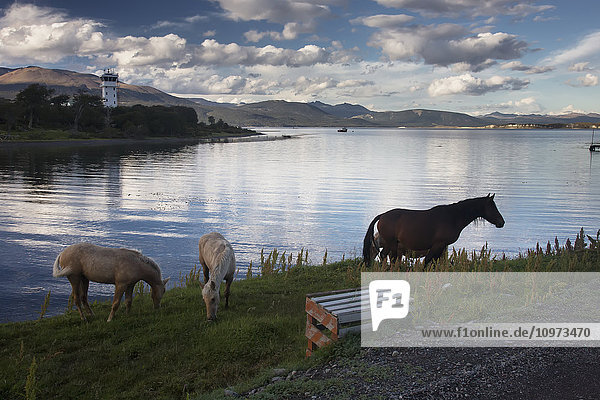 Pferde auf der Weide am Wasser; Puerto Williams  Insel Navarino  Chile
