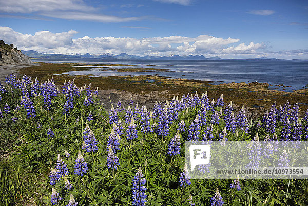 Blick auf die Nootka-Lupine entlang der Chiniak Bay  Kodiak Island  Südwest-Alaska  Sommer