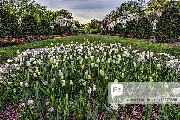 Tulpengarten  Brooklyn Botanic Garden; New York City  New York  Vereinigte Staaten von Amerika'.