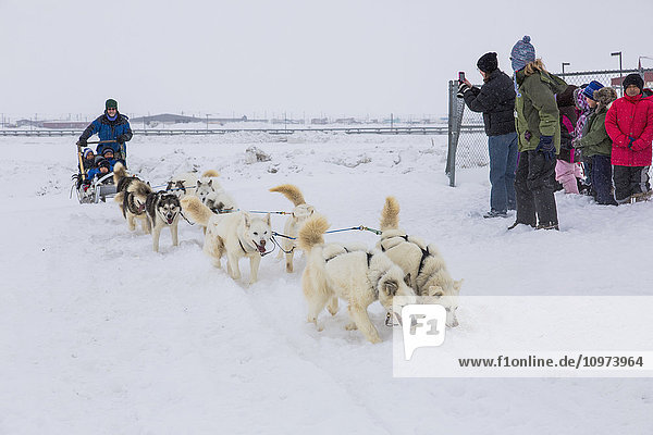 'Elementary school children ride a sled pulled by sled dogs around the lagoon  Barrow  North Slope  Arctic Alaska  USA  Winter'