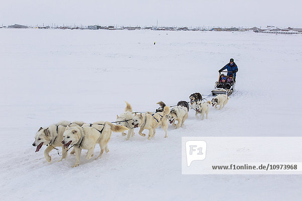 Grundschulkinder fahren auf einem von Schlittenhunden gezogenen Schlitten um die Lagune  Barrow  North Slope  Arctic Alaska  USA  Winter'.