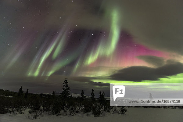 Nordlicht über Winterlandschaft in der Nähe von Whitehorse  Yukon Territory  Kanada'.