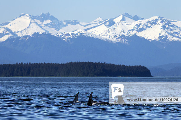 Orca-Wale (Killerwal) tauchen in der Nähe von Juneau auf  dahinter die Küstenberge  Inside Passage  Südost-Alaska.