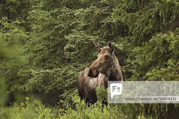 Elchkuh in einem Fichtenwald  Denali National Park and Preserve  Innerer Alaska  Sommer