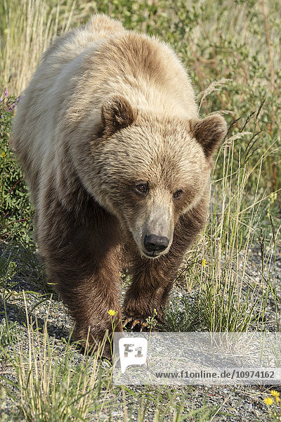 Ein Braunbär sucht nach Futter auf einer Wiese entlang des Alaska Highway  Yukon Territory  Kanada  Sommer