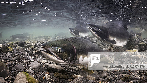 Female Pink Salmon (Oncorhynchus gorbuscha) probes her redd while her alpha male guards downstream  Alaska