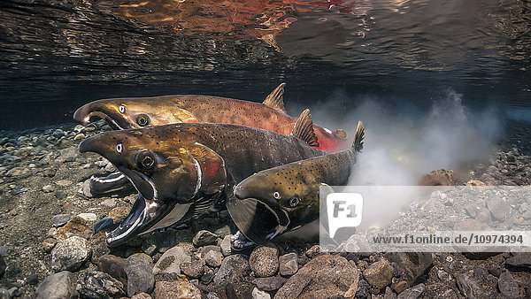 Coho Salmon (Oncorhynchus kisutch) beim Laichen in einem Fluss in Alaska im Spätherbst.
