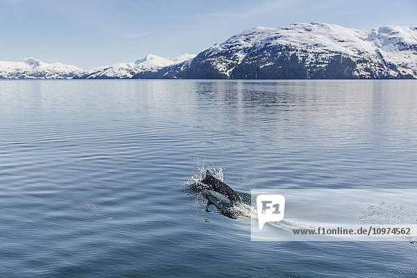 Dall's Porpoise schwimmt an der Meeresoberfläche  Prince William Sound  Whittier  Süd-Zentral-Alaska  USA  Winter