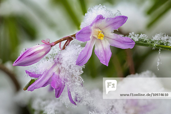 Nahaufnahme einer Chionodoxa-Blüte (Glory-of-the-snow) mit Schnee  Alaska