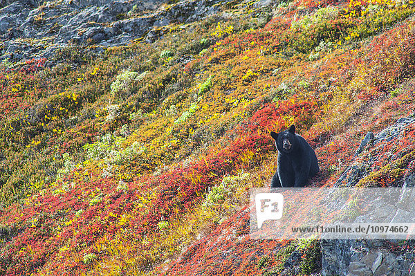 Schwarzbär (Urus Americanus)  sitzend auf einem bunten Herbsthügel  Kenai Fjords National Park  Süd-Zentral-Alaska