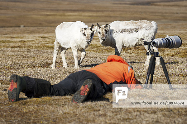 'Photographer lays down on a grass field with camera and long lens on a tripod as two sheep stand close by watching him; Spitsbergen  Svalbard  Norway'