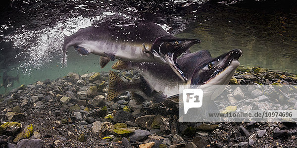 A Pink Salmon (Oncorhynchus gorbuscha) alpha male is attacked by a challenger in an Alaskan intertidal stream during the summer.