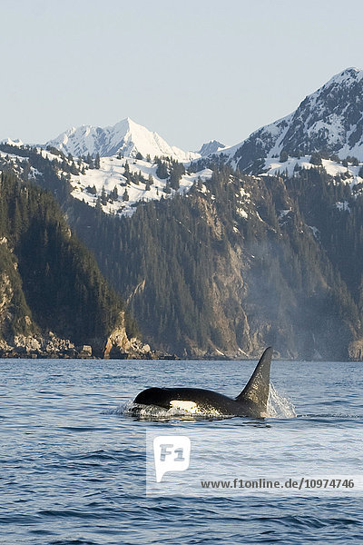Schwertwal  Orca  Orcinus orca  großer Bulle schwimmt in der Resurrection Bay  Kenai Fjords National Park  außerhalb von Seward  Süd-Zentral-Alaska  Frühling